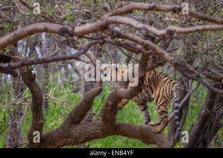 Una tigre del Bengala intorno a 13 mesi di età sono saliti su un albero, a Ranthambhore foresta, India. [Panthera Tigris] Foto Stock