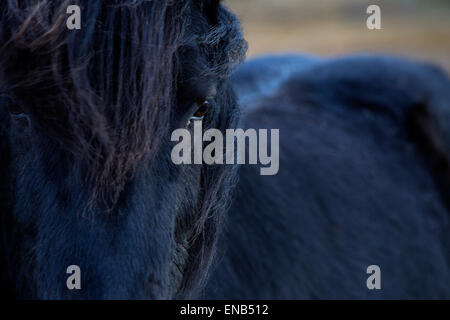 Primo piano di un nero cavallo islandese in primavera Foto Stock