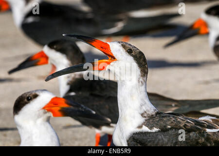 Nero, skimmer rynchops niger Foto Stock