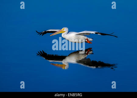 Americano bianco pelican, pelecanus erythrorhynchos Foto Stock