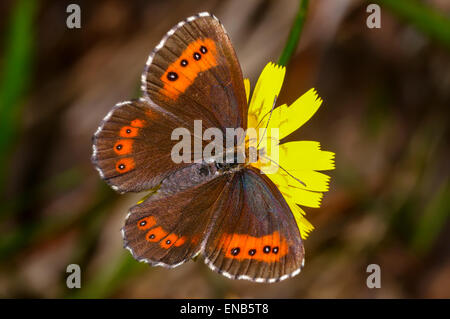 Arran brown, erebia ligea Foto Stock