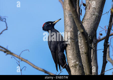 Picchio nero Dryocopus martius Foto Stock