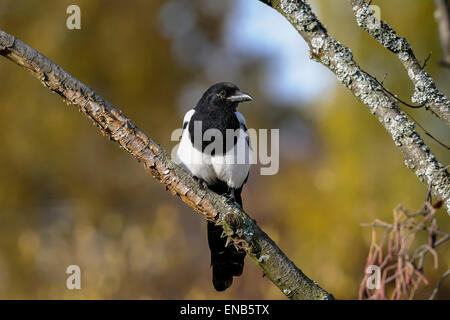 Unione gazza, Pica pica Foto Stock