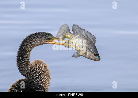 Anhinga, anhinga anhinga Foto Stock