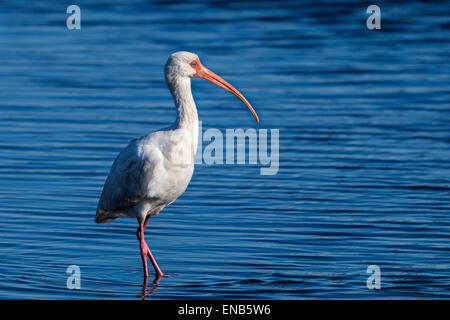 Americano bianco ibis, eudocimus albus Foto Stock