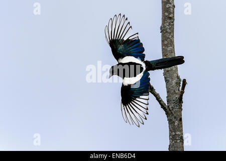 Unione gazza, Pica pica Foto Stock