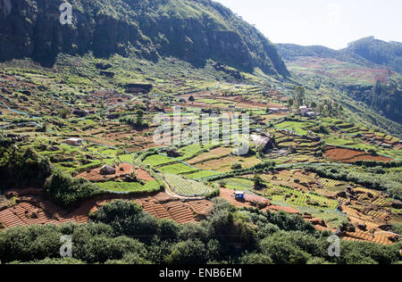 Vista del paesaggio di intensivamente coltivati i lati della valle, Ramboda, vicino a Nuwara Eliya, provincia centrale, Sri Lanka, Asia Foto Stock