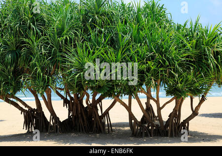 Palme Pandanus alberi che crescono sulla spiaggia sabbiosa, Nilaveli, Trincomalee, Sri Lanka, Asia Foto Stock