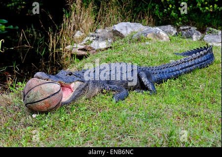 Il coccodrillo americano Foto Stock