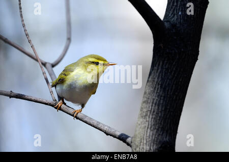 Legno trillo (Phylloscopus sibilatrix) nella Foresta di primavera Foto Stock