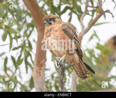 Brown Falcon (Falco berigora), Mornington Wilderness Camp, regione di Kimberley, Australia occidentale Foto Stock