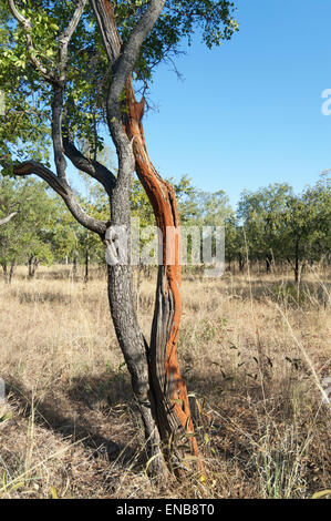 Albero danneggiato da termiti, Mount Barnet, regione di Kimberley, Western Australia, WA, Australia Foto Stock