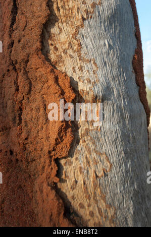 Albero danneggiato da termiti, Mount Barnet, regione di Kimberley, Australia occidentale Foto Stock