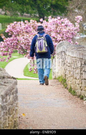 Uomo che cammina lungo il percorso passato Blossom Pink albero a Swanage nel Maggio Foto Stock