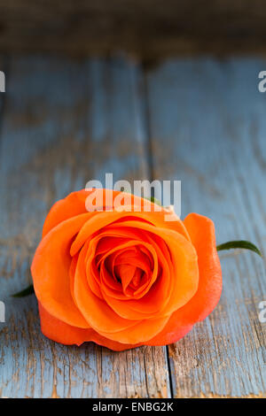 Uno arancione rosa su legno sfondo vintage Foto Stock