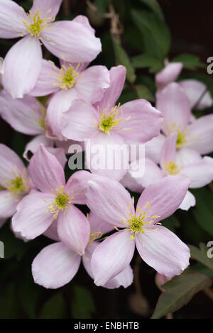 La clematide montana crescono nel giardino. Foto Stock