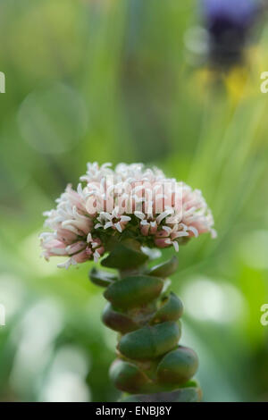 Crassula columnaris ssp. prolifera fioritura Foto Stock