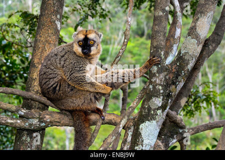 Rosso fiammante lemure marrone, lemur isola, andasibe, madagascar Foto Stock