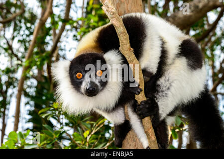 In bianco e nero lemure ruffed lemure, isola, andasibe, madagascar Foto Stock