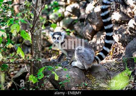 Anello-tailed lemur, lemuri catta, Anja, madagascar Foto Stock