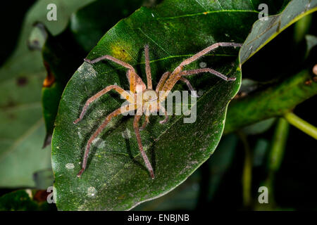 Huntsman spider ranomafana, madagascar Foto Stock