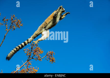 Anello-tailed lemur, lemuri catta, Anja, madagascar Foto Stock