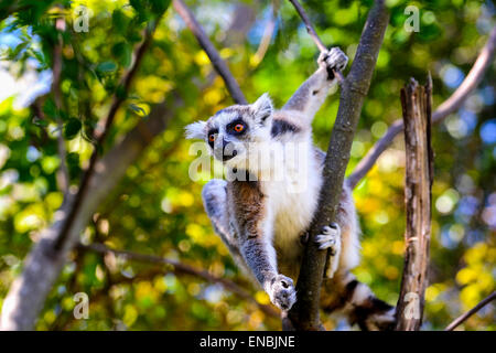 Anello-tailed lemur, lemuri catta, Anja, madagascar Foto Stock