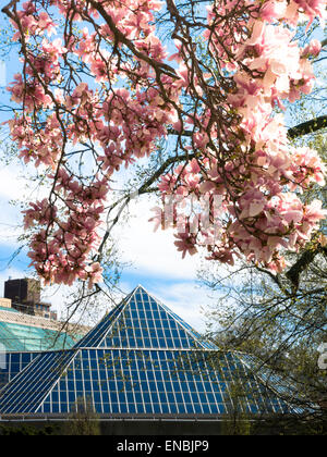 The Metropolitan Museum of Art and Flowering Cherry Tree in Central Park, NYC Foto Stock