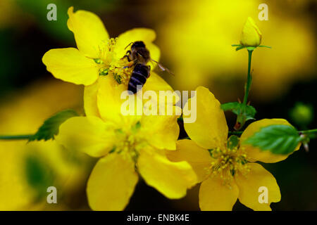 Kerria japonica, ramo, molla, fiore Foto Stock