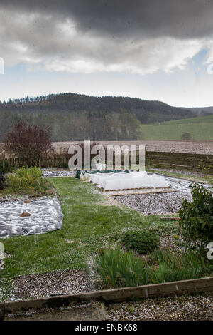 Chicchi di grandine su un giardino preparato in Scottish Borders in primavera. Scozia Foto Stock