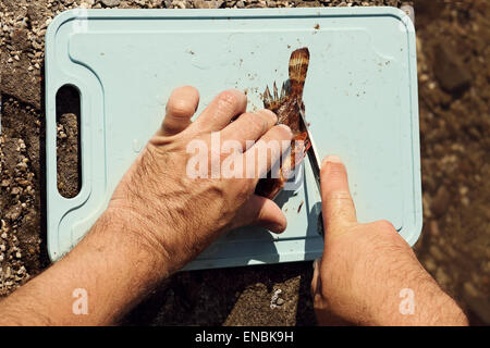 L uomo si divide fresco pesce di mare Scorpaena sul bordo di taglio all'aperto Foto Stock