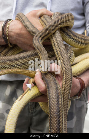 Cocullo, Italia. Il 1 maggio, 2015. Ogni anno a Cocullo (Abruzzo, Italia) si tiene un festival unico in onoour di san Domenico, protettore da Snake bite. La tradizione è antica come l essere umano sulla terra perché snake rappresentano il collegamento tra uman vita e la madre terra. I serpenti nella foto sono 'quattro rivestita snake' (Elaphe quatuorlineata). Serpari (questo è il nome del popolo che vive di suoneria serpente) è il solo le persone in Europa con il permesso di caccia e detenere serpenti, che verrà liberato i giorni dopo il festival Credito: Francesco Gustincich/Alamy Live News Foto Stock