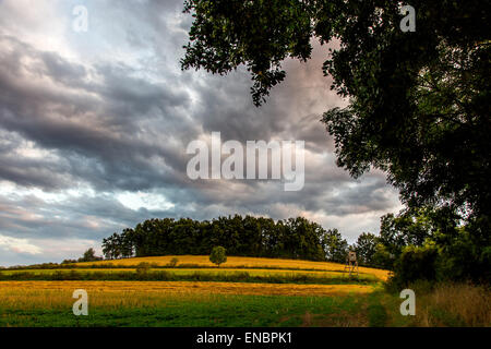 Bellissimo tramonto sul grande campo verde Foto Stock