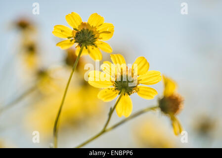 Brittlebush (Encelia farinosa); Anza Borrego Desert State Park, California. Foto Stock