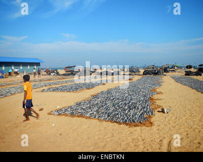 Il pesce è steso a secco sulla spiaggia, mercato del pesce, Negombo, Sri Lanka (Sardina pilchardus) Foto Stock