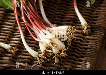 Materie organiche rampe di verde pronto a cucinare con Foto Stock