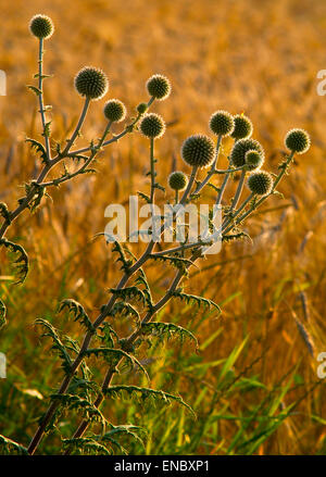 Impianto(Echinops sphaerocephalus) con infiorescenze pungenti sullo sfondo di un campo di grano. Foto Stock