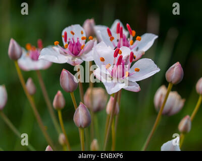 Pianta Giunco fiorito (Butomus umbellatus) con infiorescenza e insetti. Foto Stock