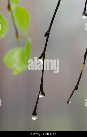 Gocce d'acqua sul ramoscello di betulla Foto Stock