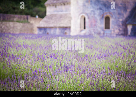 Francia, regione della Provenza, Senanque Abbazia. Campo di lavanda in estate. Foto Stock