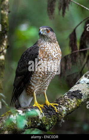 Coopers hawk, accipiter cooperii Foto Stock