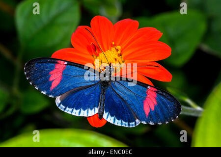 Red portalettere, heliconius erato Foto Stock