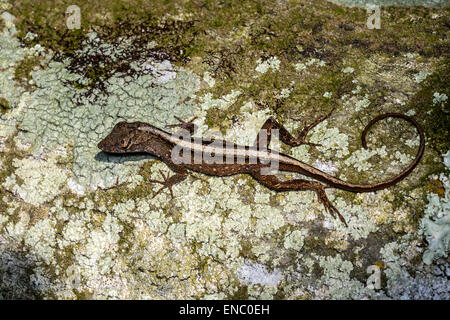 Anolis sagrei, anole marrone Foto Stock