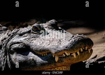 Alligator mississippiensis, coccodrillo americano Foto Stock