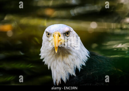 Aquila calva, Haliaeetus leucocephalus Foto Stock