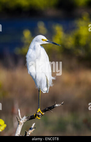 Snowy garzetta, egretta thuja Foto Stock