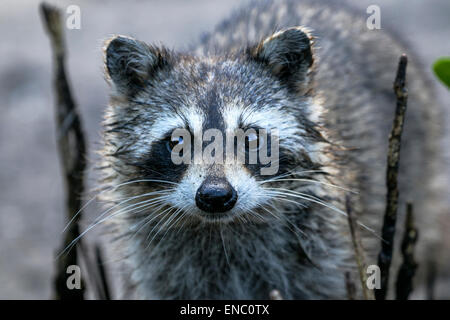 Procione lotor, raccoon Foto Stock