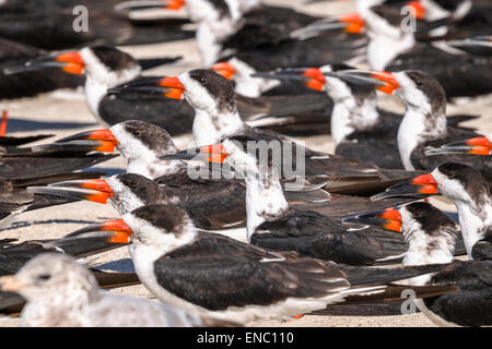 Nero, skimmer rynchops niger Foto Stock