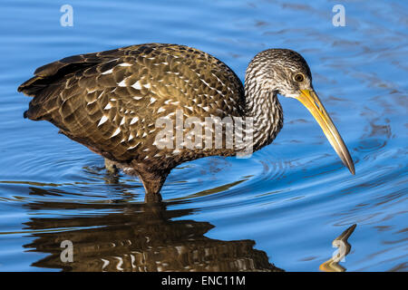 Aramus guarauna, limpkin Foto Stock