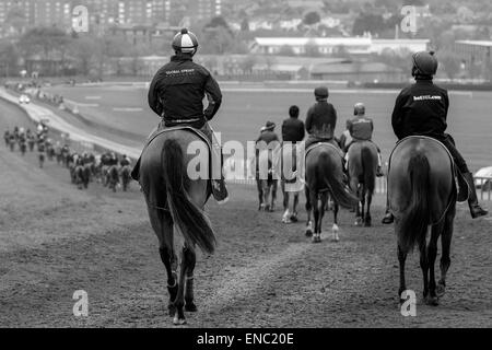 Cavalli e Cavalieri sulla galoppa fanno la loro strada torna a Newmarket alla fine delle corse di trading. Foto Stock